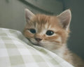 meow meow
