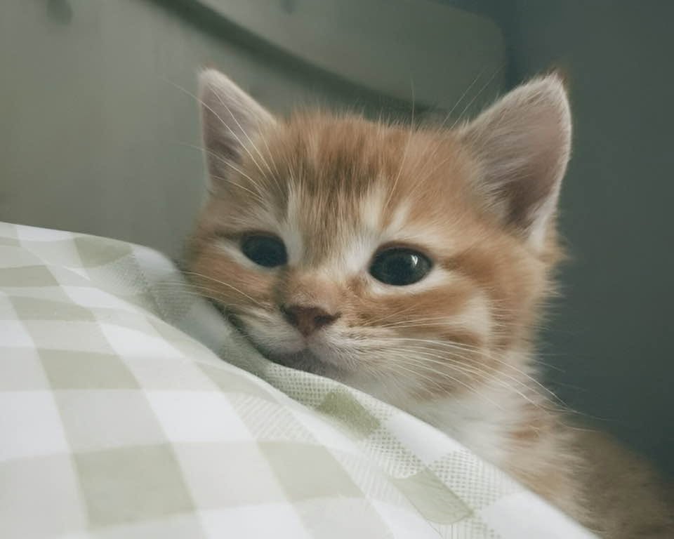 meow meow